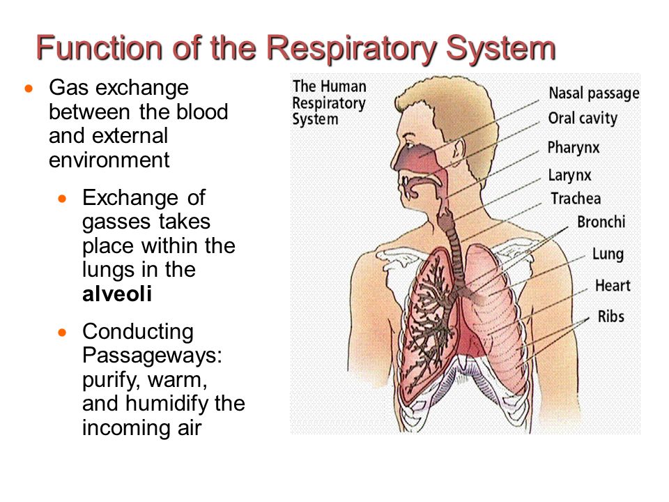 Function Of The Mouth In The Respiratory System 71