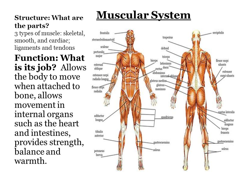Muscular System And Its Parts 4