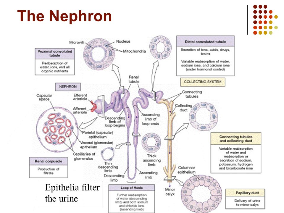 glomerulus,glomerular department of human anatomy