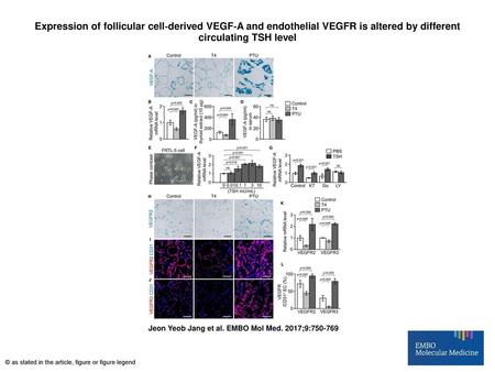 Expression of follicular cell‐derived VEGF‐A and endothelial VEGFR is altered by different circulating TSH level Expression of follicular cell‐derived.