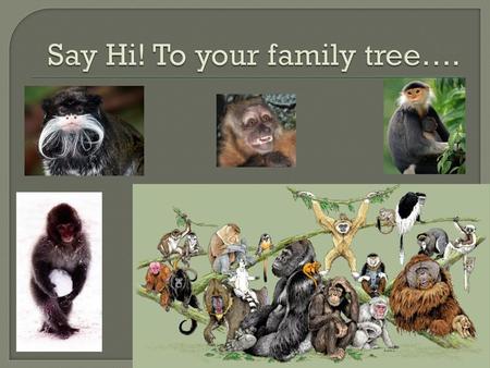 Say Hi! To your family tree….