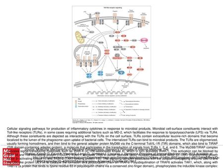 Cellular signaling pathways for production of inflammatory cytokines in response to microbial products. Microbial cell-surface constituents interact with.