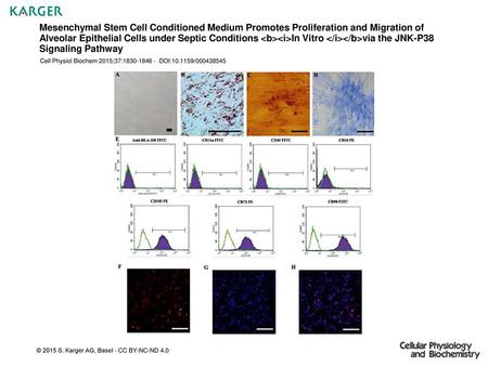 Mesenchymal Stem Cell Conditioned Medium Promotes Proliferation and Migration of Alveolar Epithelial Cells under Septic Conditions In Vitro via.