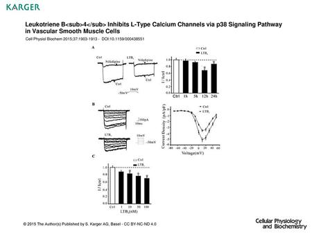Leukotriene B4 Inhibits L-Type Calcium Channels via p38 Signaling Pathway in Vascular Smooth Muscle Cells Cell Physiol Biochem 2015;37:1903-1913.