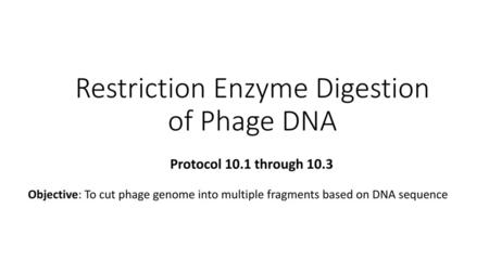 Restriction Enzyme Digestion of Phage DNA