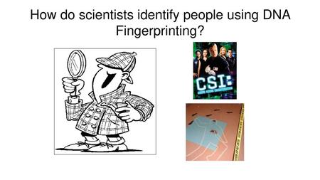 How do scientists identify people using DNA Fingerprinting?
