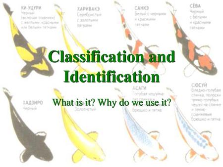 Classification and Identification
