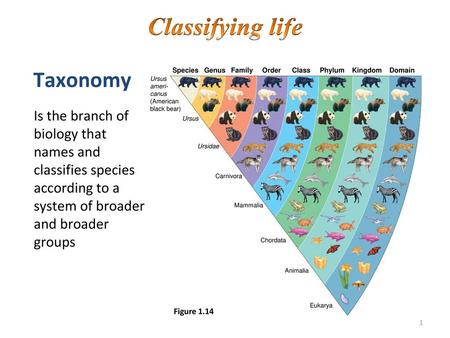 Classifying life Taxonomy