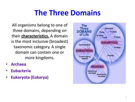 The Three Domains All organisms belong to one of three domains, depending on their characteristics. A domain is the most inclusive (broadest) taxonomic.