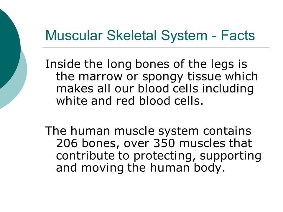 Muscular System Facts 7