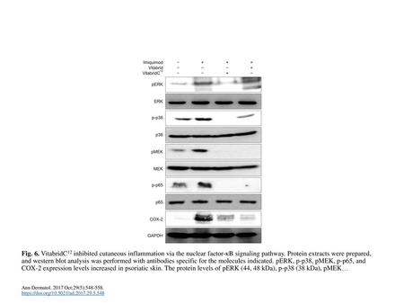 Fig. 6. VitabridC12 inhibited cutaneous inflammation via the nuclear factor-κB signaling pathway. Protein extracts were prepared, and western blot analysis.