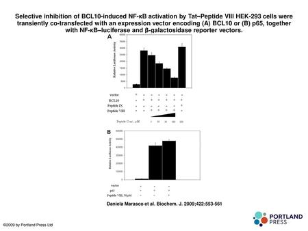 Selective inhibition of BCL10-induced NF-κB activation by Tat–Peptide VIII HEK-293 cells were transiently co-transfected with an expression vector encoding.