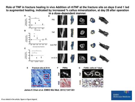 Role of TNF in fracture healing in vivo Addition of rhTNF at the fracture site on days 0 and 1 led to augmented healing, indicated by increased % callus.