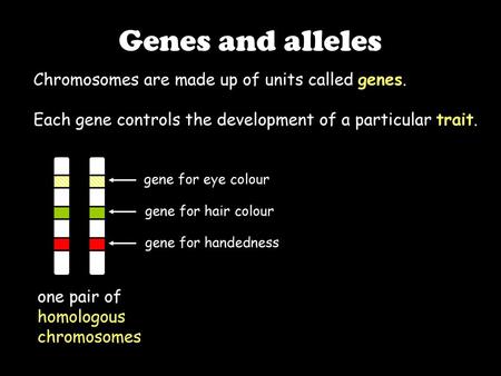 Genes and alleles Chromosomes are made up of units called genes.