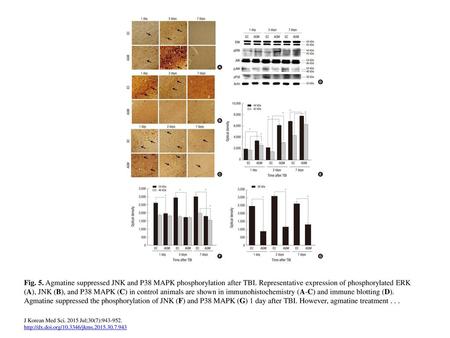Fig. 5. Agmatine suppressed JNK and P38 MAPK phosphorylation after TBI