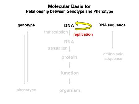 Relationship between Genotype and Phenotype