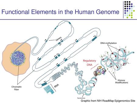 Functional Elements in the Human Genome