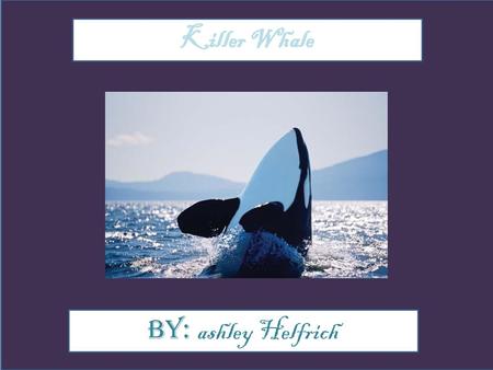 Killer Whale By: ashley Helfrich