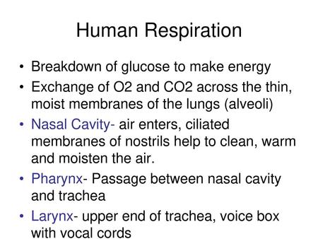 Human Respiration Breakdown of glucose to make energy