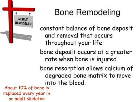 About 10% of bone is replaced every year in an adult skeleton