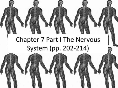 Chapter 7 Part I The Nervous System (pp )