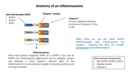Anatomy of an Inflammasome