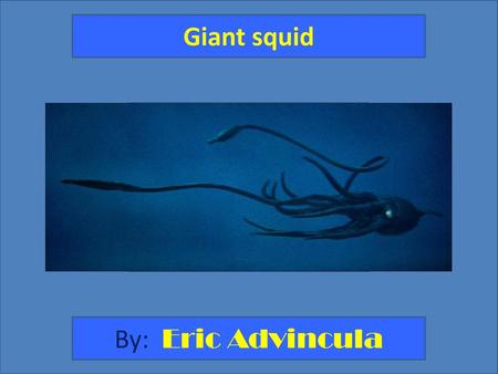 Giant squid By: Eric Advincula