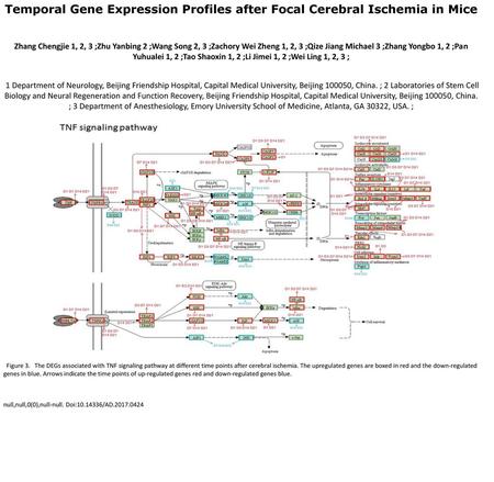 Temporal Gene Expression Profiles after Focal Cerebral Ischemia in Mice Zhang Chengjie 1, 2, 3 ;Zhu Yanbing 2 ;Wang Song 2, 3 ;Zachory Wei Zheng 1, 2,