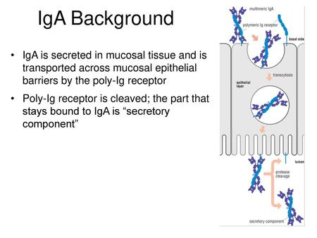 IgA Background IgA is secreted in mucosal tissue and is transported across mucosal epithelial barriers by the poly-Ig receptor Poly-Ig receptor is cleaved;