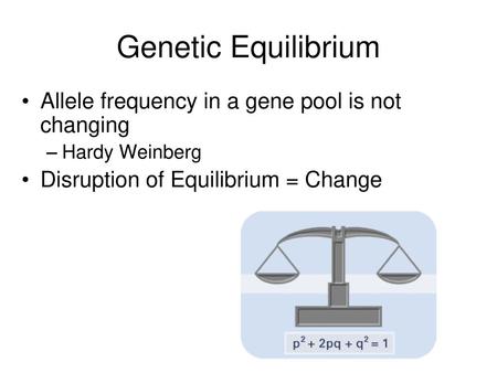 Genetic Equilibrium Allele frequency in a gene pool is not changing