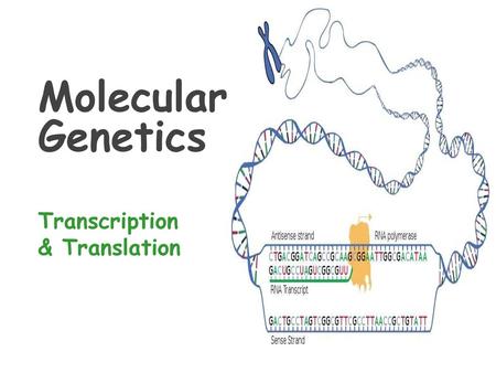 Molecular Genetics Transcription & Translation