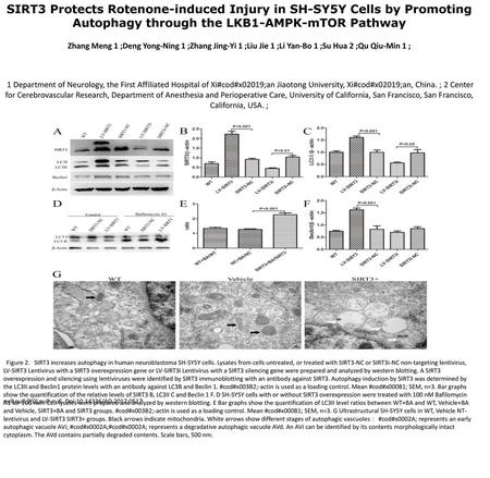 SIRT3 Protects Rotenone-induced Injury in SH-SY5Y Cells by Promoting Autophagy through the LKB1-AMPK-mTOR Pathway Zhang Meng 1 ;Deng Yong-Ning 1 ;Zhang.