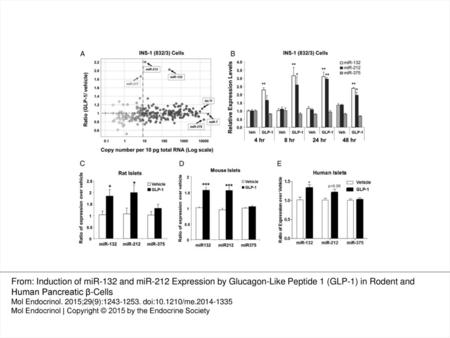 Figure 1. GLP-1 induces miR-132 and miR-212 expressions in pancreatic β-cells in vitro. A, miRNA expression profiling of GLP-1-treated INS-1 832/3 cells.