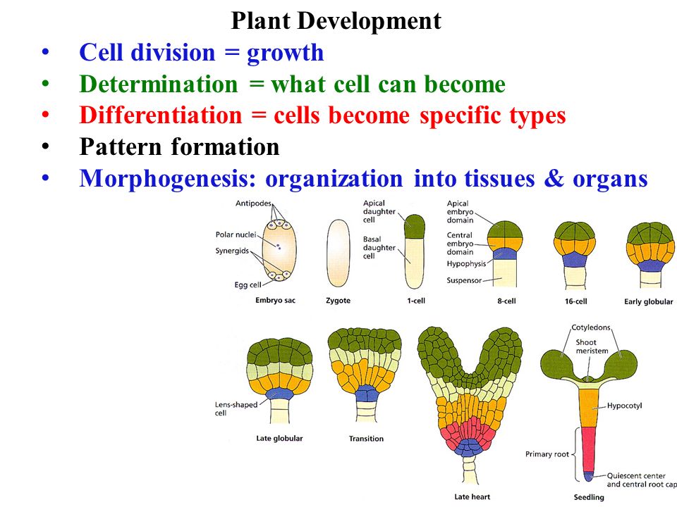 kardioprotektion durch aktivierung des mitochondrialen signal transducer and activator of transcription 3 nach ischämischer postkonditionierung im schwein