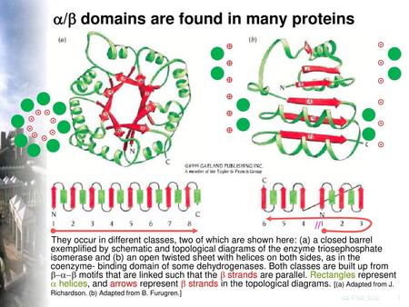 a/b domains are found in many proteins