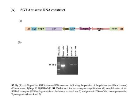(A) SGT Antisense RNA construct