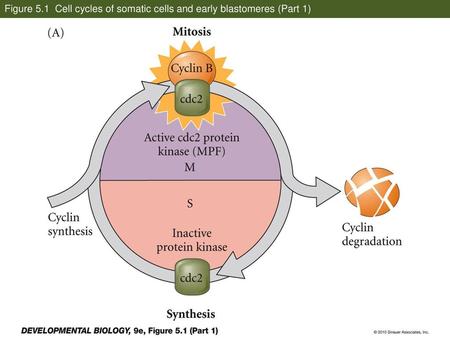 Figure 5.1 Cell cycles of somatic cells and early blastomeres (Part 1)