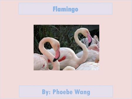 Flamingo By: Phoebe Wang