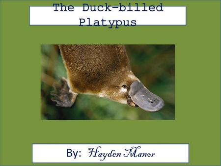 The Duck-billed Platypus