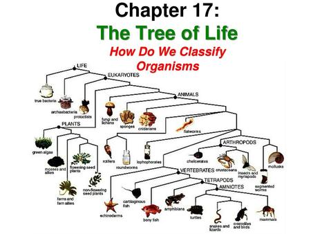 Chapter 17: The Tree of Life How Do We Classify Organisms