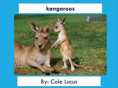 kangaroos By: Cole Lucus