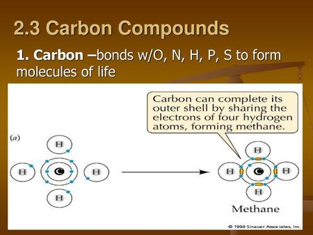 2.3 Carbon Compounds 1. Carbon –bonds w/O, N, H, P, S to form molecules of life.