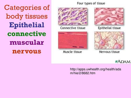 Categories of body tissues