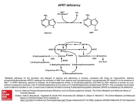 Metabolic pathways for the formation and disposal of adenine and adenosine in humans, compared with those for hypoxanthine. Adenine phosphoribosyltransferase.