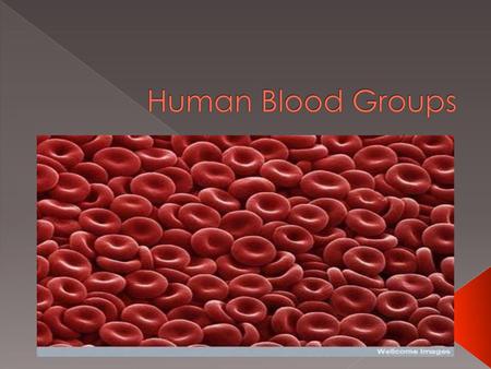 Human Blood Groups.