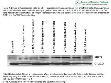 Figure 4. Effects of hydrogenized water on SIRT1 expression in human umbilical vein endothelial cells. Human umbilical vein endothelial cells were incubated.