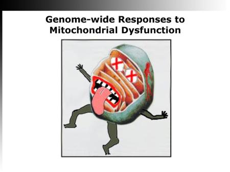 Genome-wide Responses to Mitochondrial Dysfunction