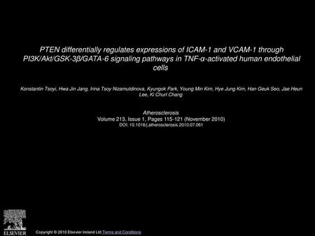PTEN differentially regulates expressions of ICAM-1 and VCAM-1 through PI3K/Akt/GSK-3β/GATA-6 signaling pathways in TNF-α-activated human endothelial.