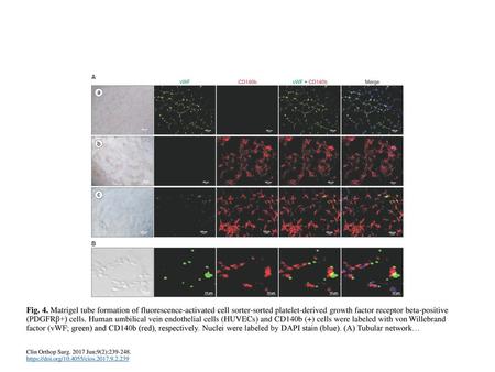 Fig. 4. Matrigel tube formation of fluorescence-activated cell sorter-sorted platelet-derived growth factor receptor beta-positive (PDGFRβ+) cells. Human.
