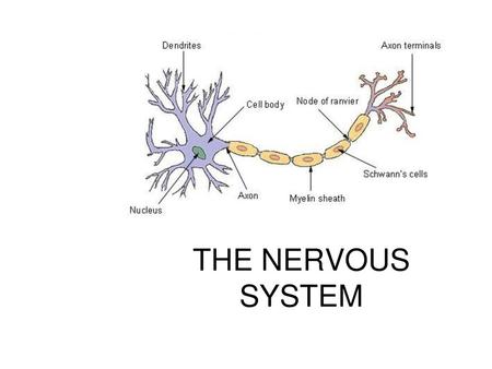 THE NERVOUS SYSTEM Science 10.